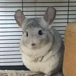 Fundraising Page: Dorothy Kim